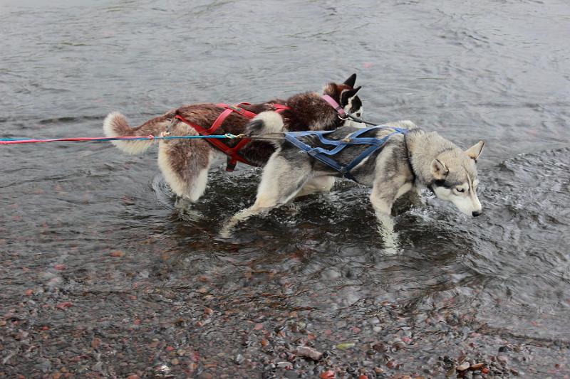 iceland478.JPG - Dog scootering in Akureyri 