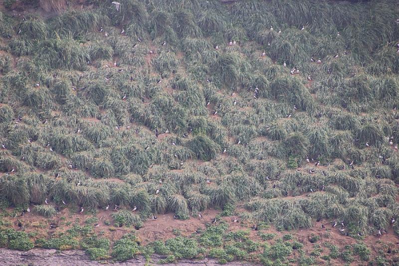 iceland511.JPG - Whale Watching and Puffins Tour from Husavik 