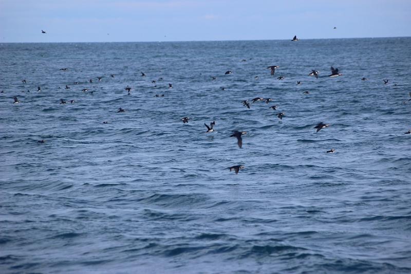 iceland512.JPG - Whale Watching and Puffins Tour from Husavik 