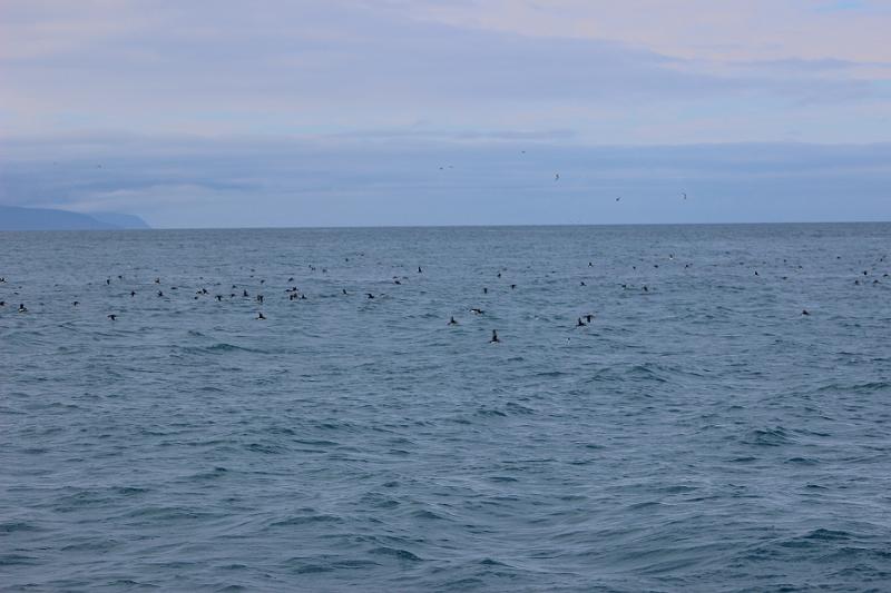 iceland514.JPG - Whale Watching and Puffins Tour from Husavik 