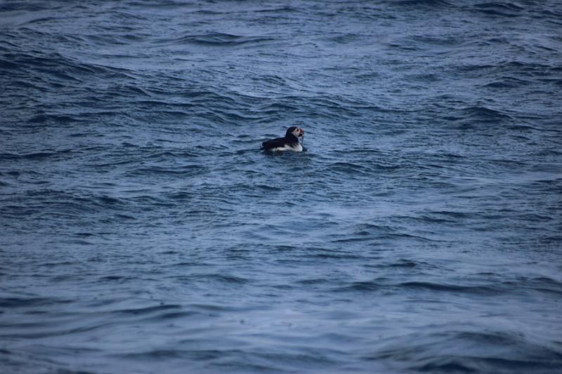 iceland515.JPG - Whale Watching and Puffins Tour from Husavik 