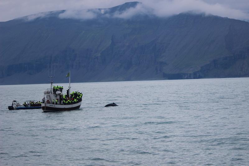 iceland516.JPG - Whale Watching and Puffins Tour from Husavik 