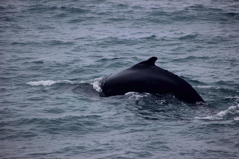 iceland517.JPG - Whale Watching and Puffins Tour from Husavik 