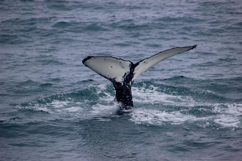 iceland518.JPG - Whale Watching and Puffins Tour from Husavik 