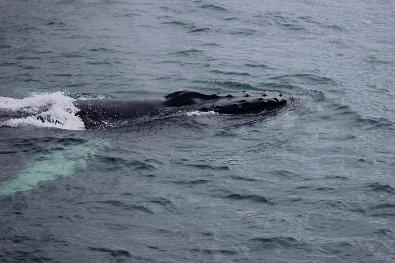 iceland522.JPG - Whale Watching and Puffins Tour from Husavik 