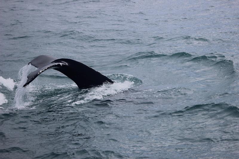 iceland524.JPG - Whale Watching and Puffins Tour from Husavik 