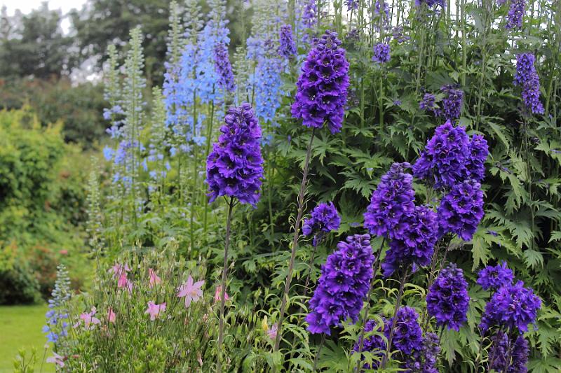 iceland547.JPG - Arctic botanical garden in Akureyri 