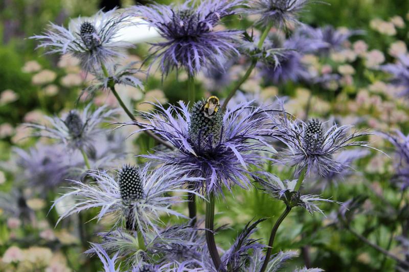 iceland548.JPG - Arctic botanical garden in Akureyri 