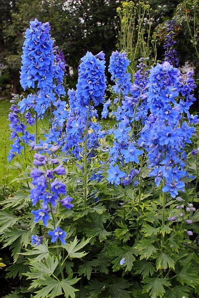 iceland549.JPG - Arctic botanical garden in Akureyri 