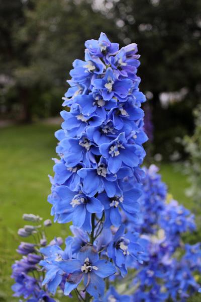 iceland550.JPG - Arctic botanical garden in Akureyri 