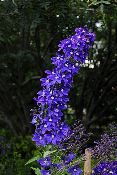 iceland551.JPG - Arctic botanical garden in Akureyri 