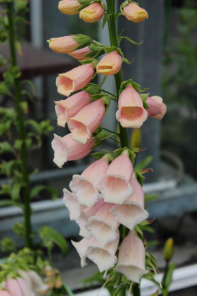 iceland552.JPG - Arctic botanical garden in Akureyri 
