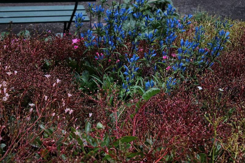 iceland557.JPG - Arctic botanical garden in Akureyri 