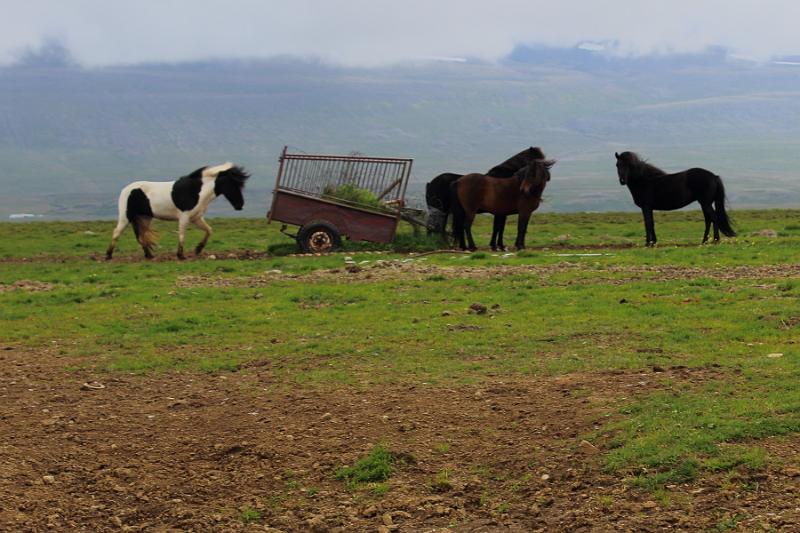 iceland646.JPG - Storholl farm