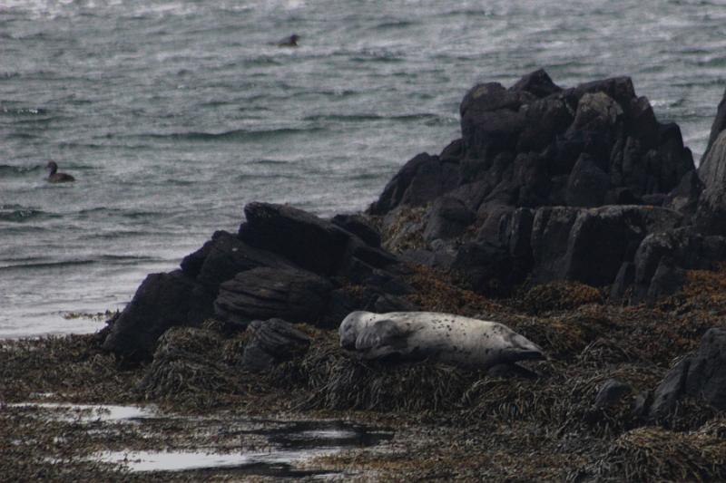 iceland652.JPG - Illugastadir seal farm