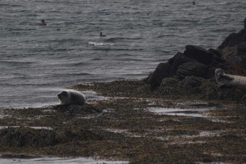 iceland653.JPG - Illugastadir seal farm