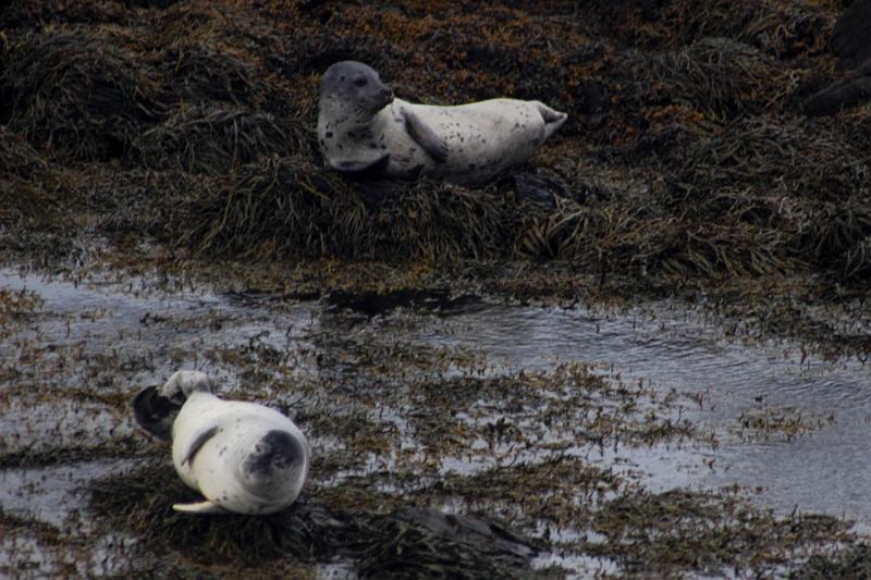 iceland657.JPG - Illugastadir seal farm