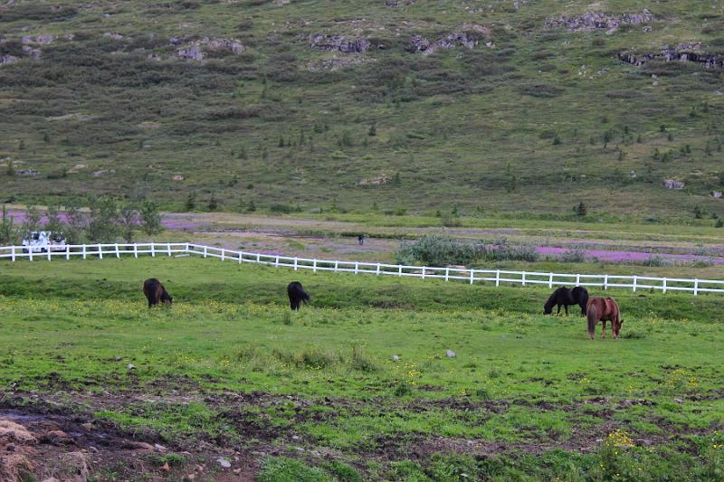 iceland672.JPG - A farm and restaurant in Isafjordur