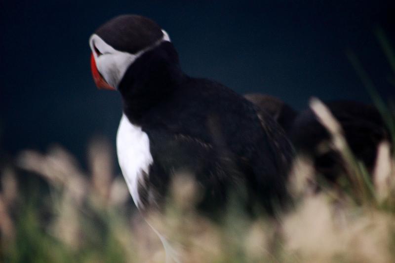 iceland737.JPG - Puffins in Latrabjarg bird cliffs