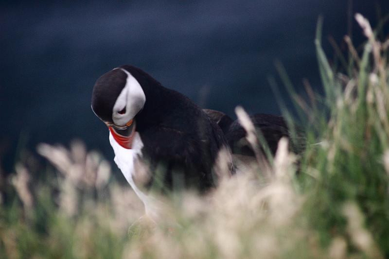 iceland738.JPG - Puffins in Latrabjarg bird cliffs