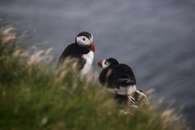 iceland739.JPG - Puffins in Latrabjarg bird cliffs
