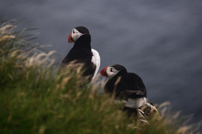 iceland740.JPG - Puffins in Latrabjarg bird cliffs