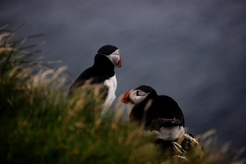 iceland741.JPG - Puffins in Latrabjarg bird cliffs