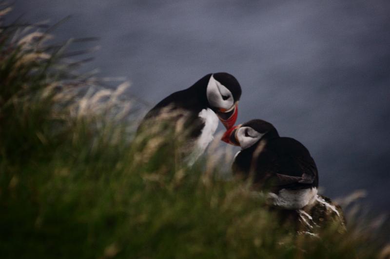 iceland742.JPG - Puffins in Latrabjarg bird cliffs