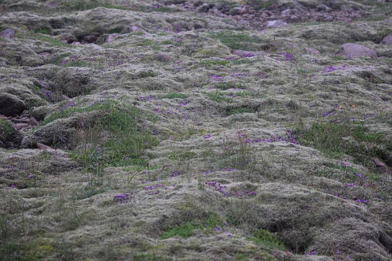 iceland744.JPG - Latrabjarg bird cliffs