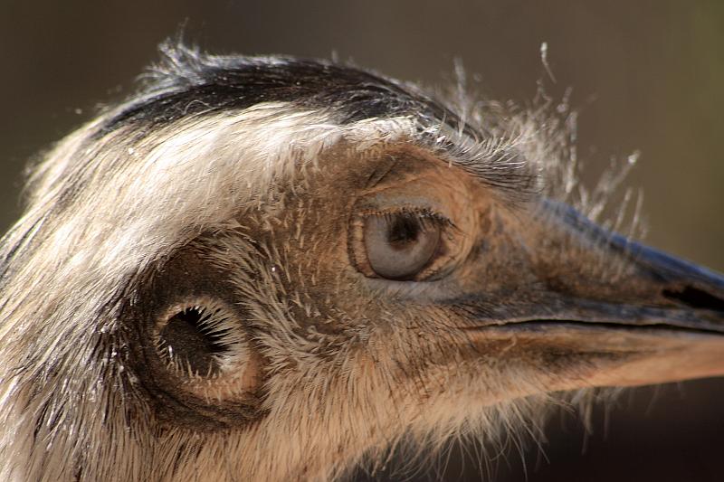 isr038.JPG - Beer Sheva zoo