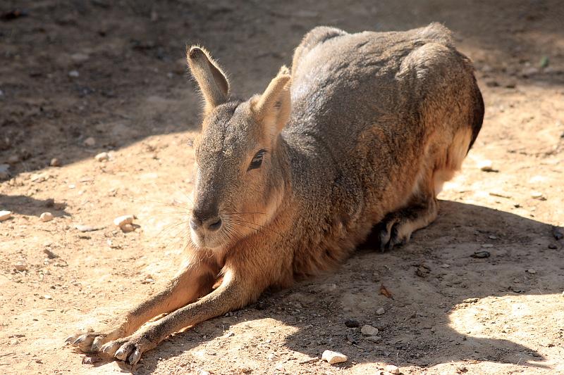 isr039.JPG - Beer Sheva zoo