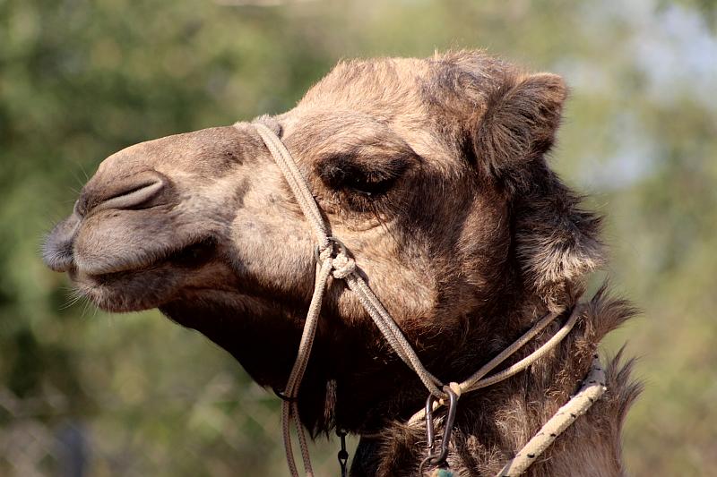 isr043.JPG - Beer Sheva zoo
