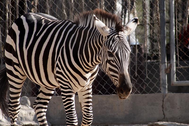 isr044.JPG - Beer Sheva zoo