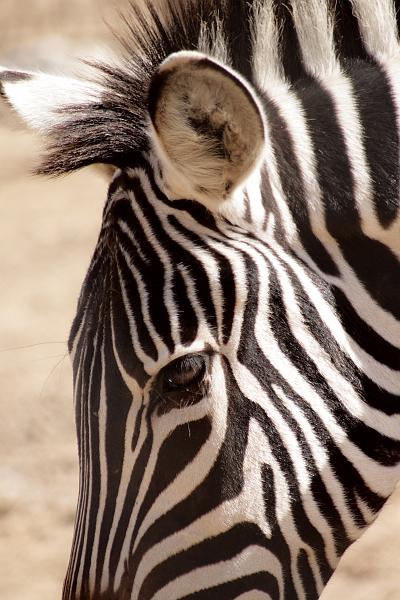 isr045.JPG - Beer Sheva zoo