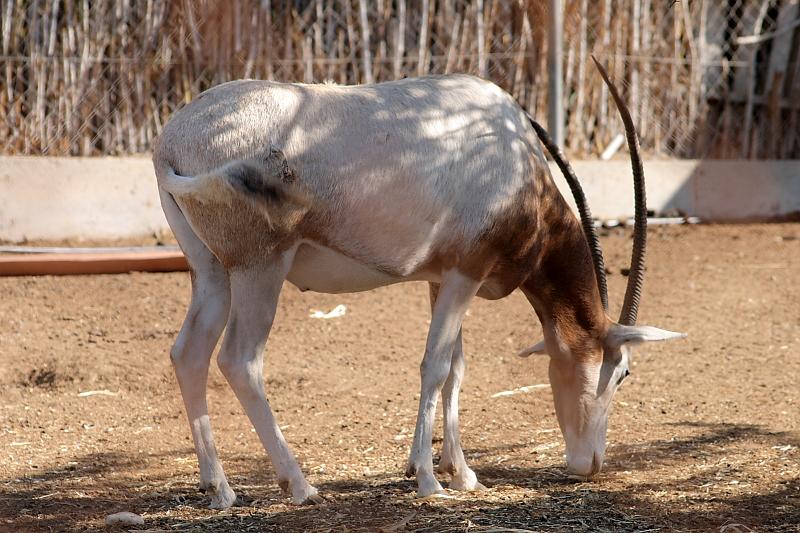 isr046.JPG - Beer Sheva zoo