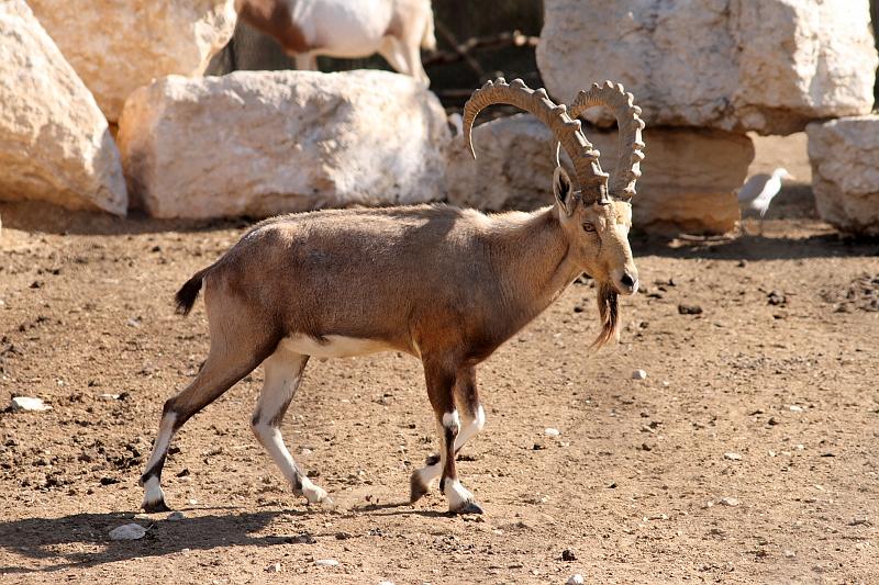 isr047.JPG - Beer Sheva zoo