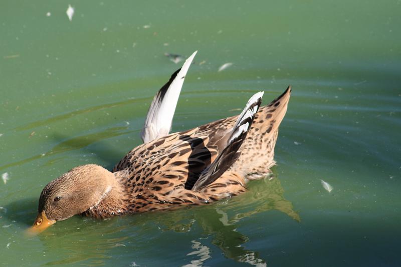 isr048.JPG - Beer Sheva zoo
