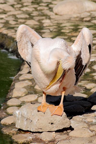 isr049.JPG - Beer Sheva zoo