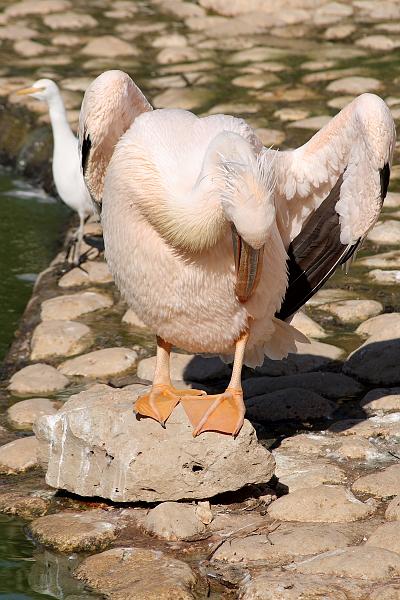 isr050.JPG - Beer Sheva zoo