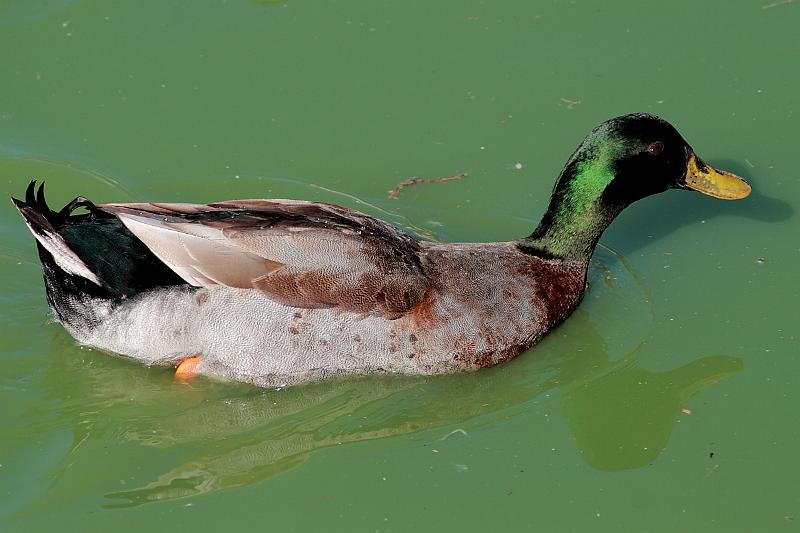isr051.JPG - Beer Sheva zoo