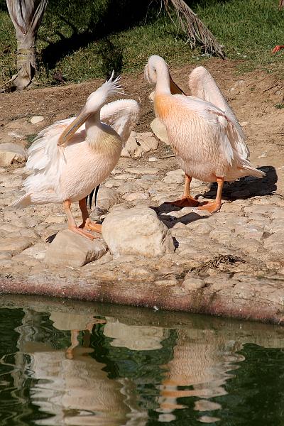 isr052.JPG - Beer Sheva zoo
