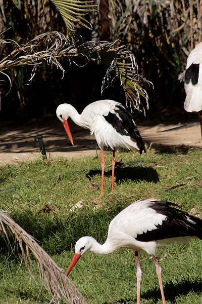 isr053.JPG - Beer Sheva zoo