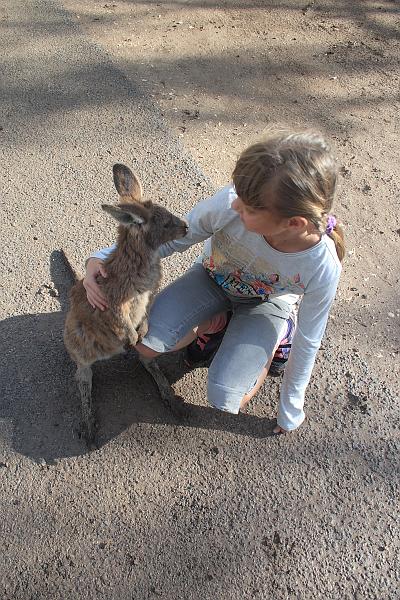 ganguroo010.JPG