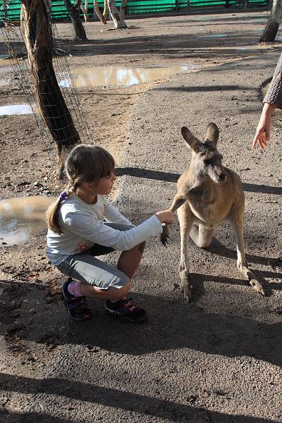 ganguroo012.JPG