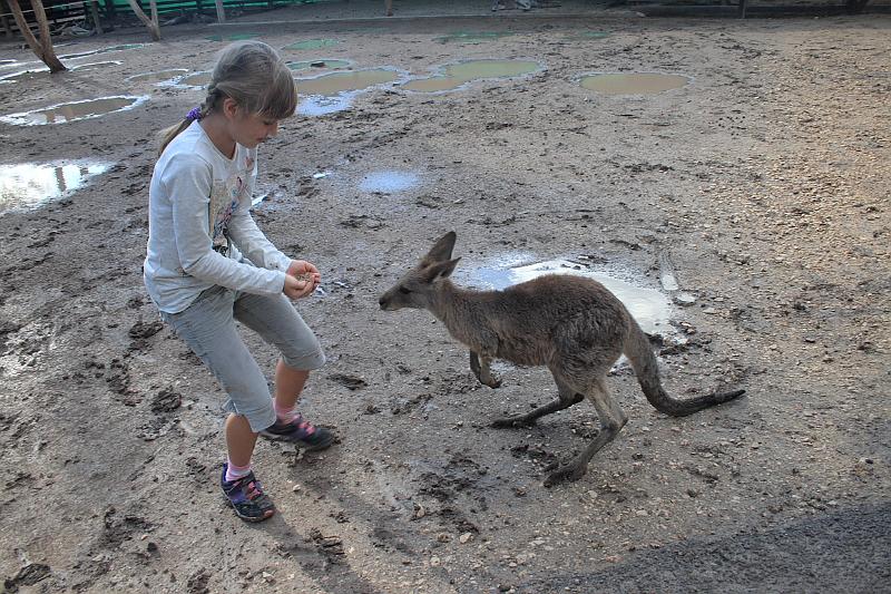 ganguroo014.JPG