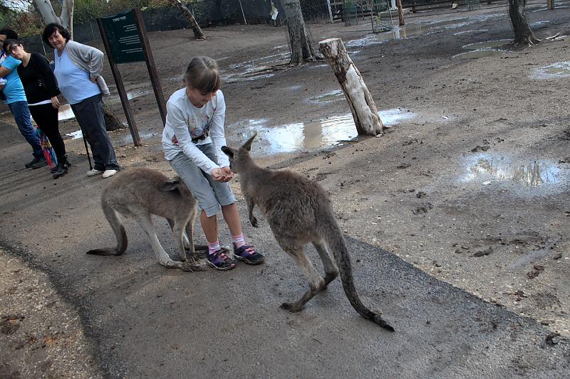 ganguroo016.JPG