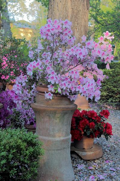 italy0283.JPG - Botanical Garden