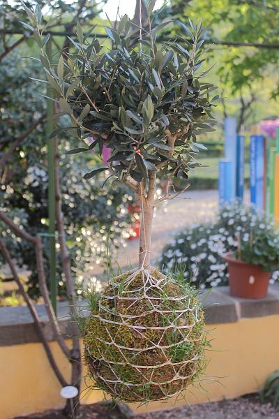 italy0288.JPG - Botanical Garden