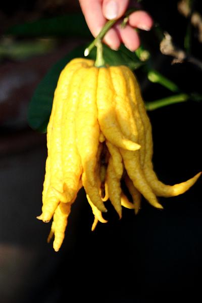 italy0289.JPG - Botanical Garden