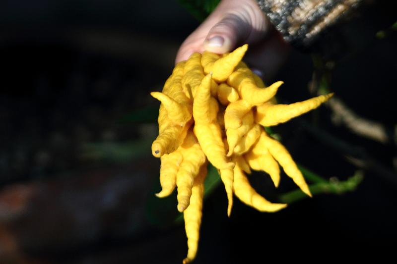 italy0290.JPG - Botanical Garden